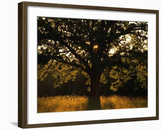 White Oak Tree, Great Smoky Mountains National Park, Cades Cove, Tennessee, USA-Adam Jones-Framed Photographic Print