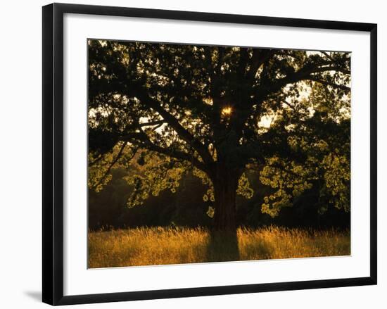 White Oak Tree, Great Smoky Mountains National Park, Cades Cove, Tennessee, USA-Adam Jones-Framed Photographic Print