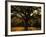 White Oak Tree, Great Smoky Mountains National Park, Cades Cove, Tennessee, USA-Adam Jones-Framed Photographic Print