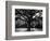 White Oak Tree, Great Smoky Mountains National Park, Cades Cove, Tennessee, USA-Adam Jones-Framed Photographic Print