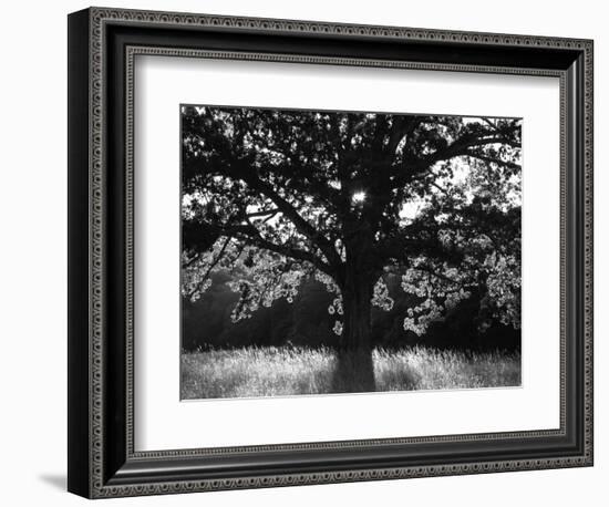 White Oak Tree, Great Smoky Mountains National Park, Cades Cove, Tennessee, USA-Adam Jones-Framed Photographic Print