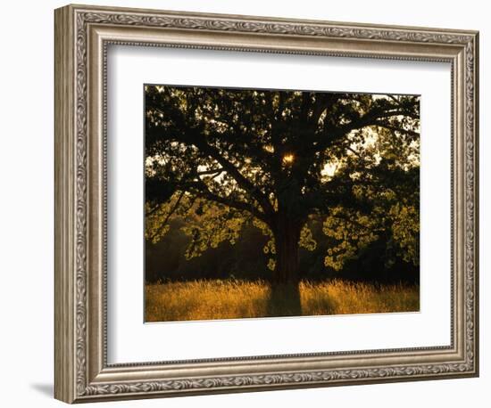 White Oak Tree, Great Smoky Mountains National Park, Cades Cove, Tennessee, USA-Adam Jones-Framed Photographic Print