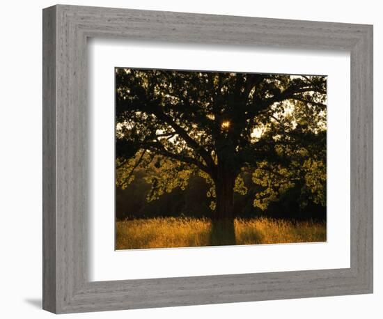 White Oak Tree, Great Smoky Mountains National Park, Cades Cove, Tennessee, USA-Adam Jones-Framed Photographic Print