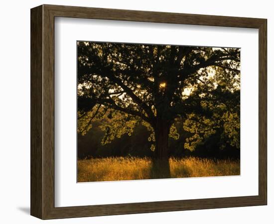 White Oak Tree, Great Smoky Mountains National Park, Cades Cove, Tennessee, USA-Adam Jones-Framed Photographic Print