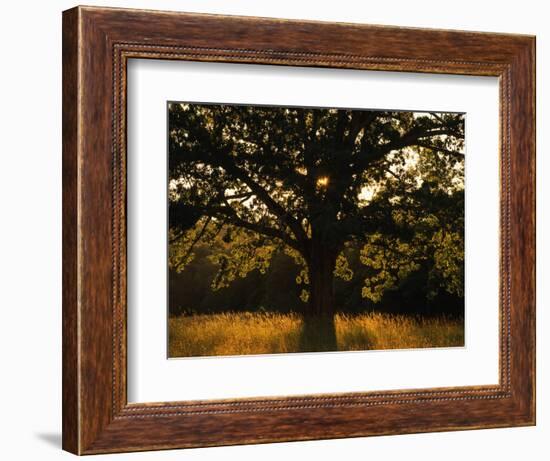 White Oak Tree, Great Smoky Mountains National Park, Cades Cove, Tennessee, USA-Adam Jones-Framed Photographic Print