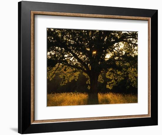 White Oak Tree, Great Smoky Mountains National Park, Cades Cove, Tennessee, USA-Adam Jones-Framed Photographic Print