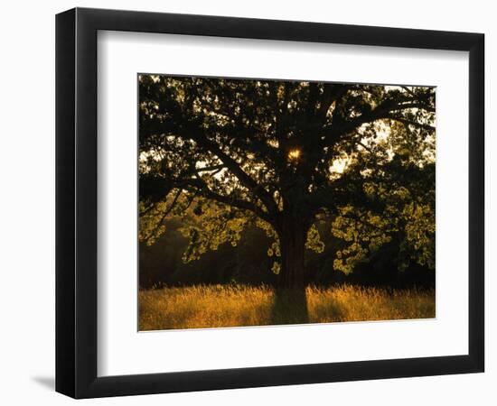 White Oak Tree, Great Smoky Mountains National Park, Cades Cove, Tennessee, USA-Adam Jones-Framed Photographic Print