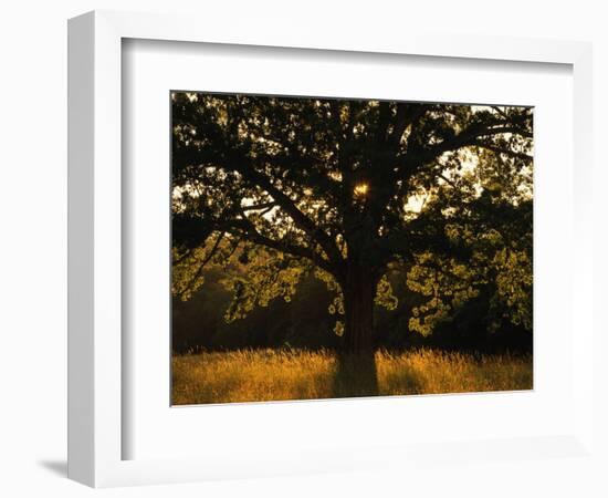 White Oak Tree, Great Smoky Mountains National Park, Cades Cove, Tennessee, USA-Adam Jones-Framed Photographic Print