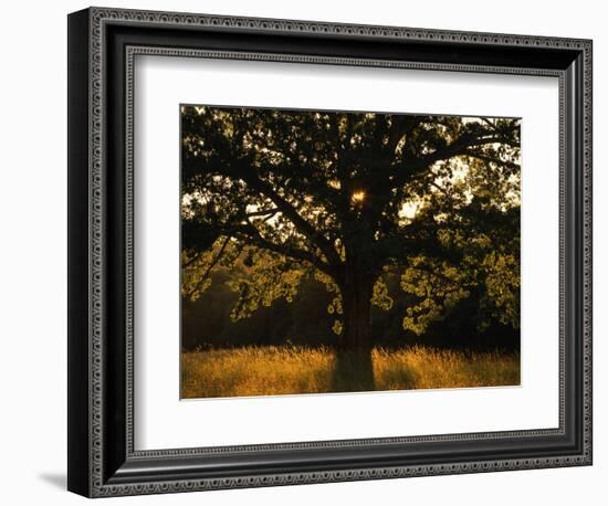 White Oak Tree, Great Smoky Mountains National Park, Cades Cove, Tennessee, USA-Adam Jones-Framed Photographic Print