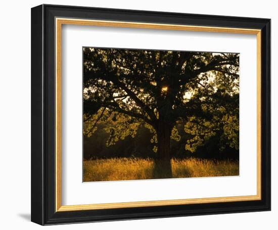 White Oak Tree, Great Smoky Mountains National Park, Cades Cove, Tennessee, USA-Adam Jones-Framed Photographic Print