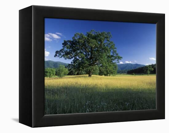 White Oak Tree in Grassy Field, Cades Cove, Great Smoky Mountains National Park, Tennessee, USA-Adam Jones-Framed Premier Image Canvas