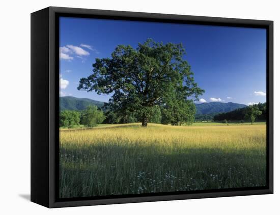 White Oak Tree in Grassy Field, Cades Cove, Great Smoky Mountains National Park, Tennessee, USA-Adam Jones-Framed Premier Image Canvas