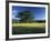 White Oak Tree in Grassy Field, Cades Cove, Great Smoky Mountains National Park, Tennessee, USA-Adam Jones-Framed Photographic Print