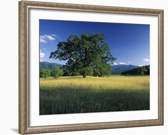 White Oak Tree in Grassy Field, Cades Cove, Great Smoky Mountains National Park, Tennessee, USA-Adam Jones-Framed Photographic Print