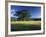 White Oak Tree in Grassy Field, Cades Cove, Great Smoky Mountains National Park, Tennessee, USA-Adam Jones-Framed Photographic Print