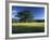 White Oak Tree in Grassy Field, Cades Cove, Great Smoky Mountains National Park, Tennessee, USA-Adam Jones-Framed Photographic Print