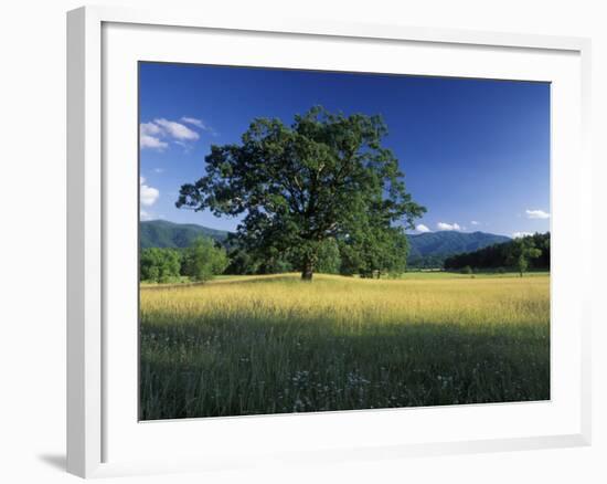 White Oak Tree in Grassy Field, Cades Cove, Great Smoky Mountains National Park, Tennessee, USA-Adam Jones-Framed Photographic Print