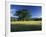 White Oak Tree in Grassy Field, Cades Cove, Great Smoky Mountains National Park, Tennessee, USA-Adam Jones-Framed Photographic Print