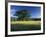 White Oak Tree in Grassy Field, Cades Cove, Great Smoky Mountains National Park, Tennessee, USA-Adam Jones-Framed Photographic Print