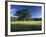 White Oak Tree in Grassy Field, Cades Cove, Great Smoky Mountains National Park, Tennessee, USA-Adam Jones-Framed Photographic Print