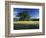 White Oak Tree in Grassy Field, Cades Cove, Great Smoky Mountains National Park, Tennessee, USA-Adam Jones-Framed Photographic Print