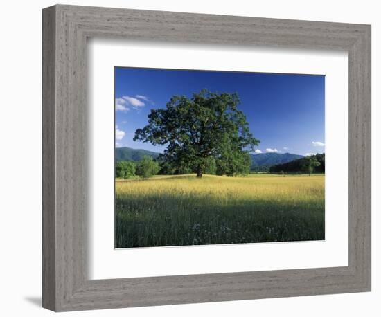 White Oak Tree in Grassy Field, Cades Cove, Great Smoky Mountains National Park, Tennessee, USA-Adam Jones-Framed Photographic Print