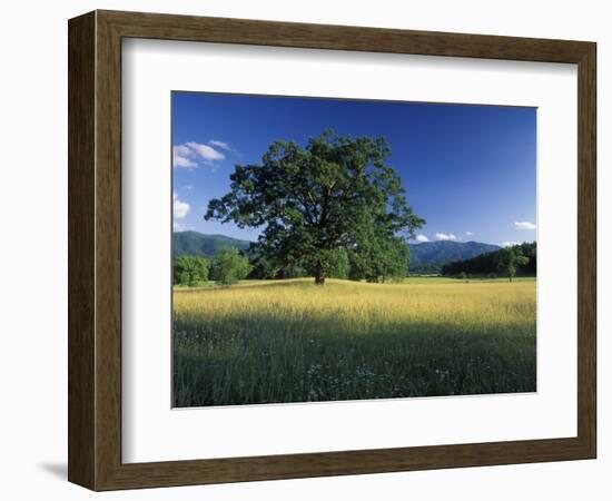 White Oak Tree in Grassy Field, Cades Cove, Great Smoky Mountains National Park, Tennessee, USA-Adam Jones-Framed Photographic Print