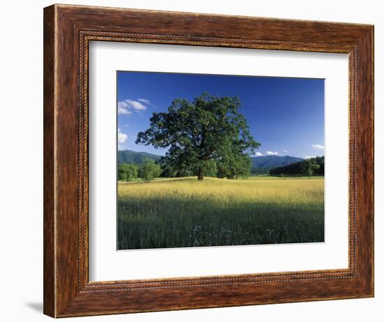 White Oak Tree in Grassy Field, Cades Cove, Great Smoky Mountains National Park, Tennessee, USA-Adam Jones-Framed Photographic Print