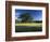 White Oak Tree in Grassy Field, Cades Cove, Great Smoky Mountains National Park, Tennessee, USA-Adam Jones-Framed Photographic Print