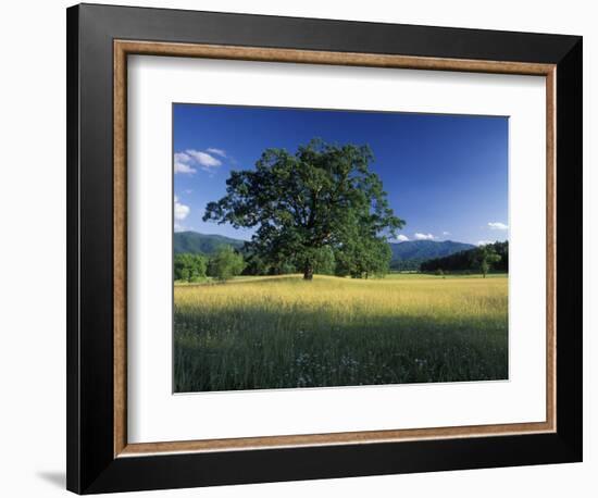 White Oak Tree in Grassy Field, Cades Cove, Great Smoky Mountains National Park, Tennessee, USA-Adam Jones-Framed Photographic Print