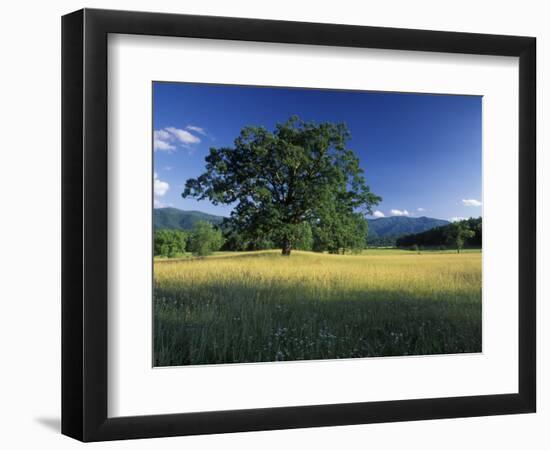 White Oak Tree in Grassy Field, Cades Cove, Great Smoky Mountains National Park, Tennessee, USA-Adam Jones-Framed Photographic Print