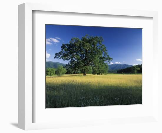 White Oak Tree in Grassy Field, Cades Cove, Great Smoky Mountains National Park, Tennessee, USA-Adam Jones-Framed Photographic Print