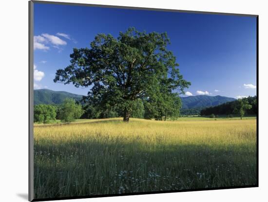 White Oak Tree in Grassy Field, Cades Cove, Great Smoky Mountains National Park, Tennessee, USA-Adam Jones-Mounted Photographic Print