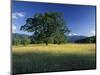 White Oak Tree in Grassy Field, Cades Cove, Great Smoky Mountains National Park, Tennessee, USA-Adam Jones-Mounted Photographic Print