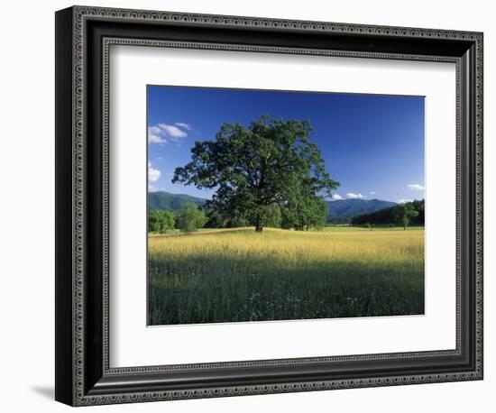 White Oak Tree in Grassy Field, Cades Cove, Great Smoky Mountains National Park, Tennessee, USA-Adam Jones-Framed Photographic Print