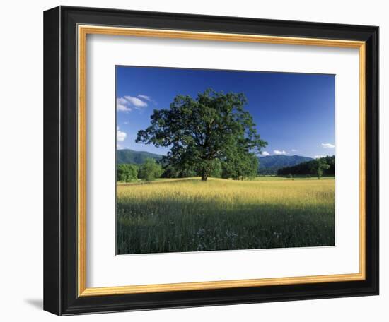 White Oak Tree in Grassy Field, Cades Cove, Great Smoky Mountains National Park, Tennessee, USA-Adam Jones-Framed Photographic Print