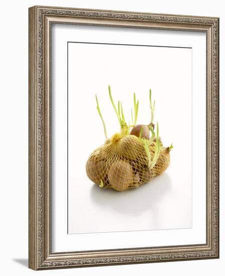 White Onions (With Shoots) in Net-Klaus Arras-Framed Photographic Print