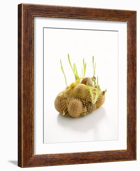 White Onions (With Shoots) in Net-Klaus Arras-Framed Photographic Print