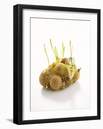 White Onions (With Shoots) in Net-Klaus Arras-Framed Photographic Print