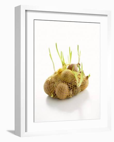 White Onions (With Shoots) in Net-Klaus Arras-Framed Photographic Print