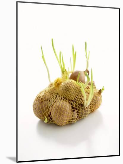 White Onions (With Shoots) in Net-Klaus Arras-Mounted Photographic Print