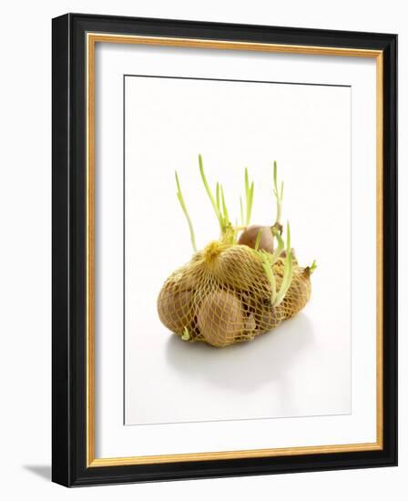 White Onions (With Shoots) in Net-Klaus Arras-Framed Photographic Print