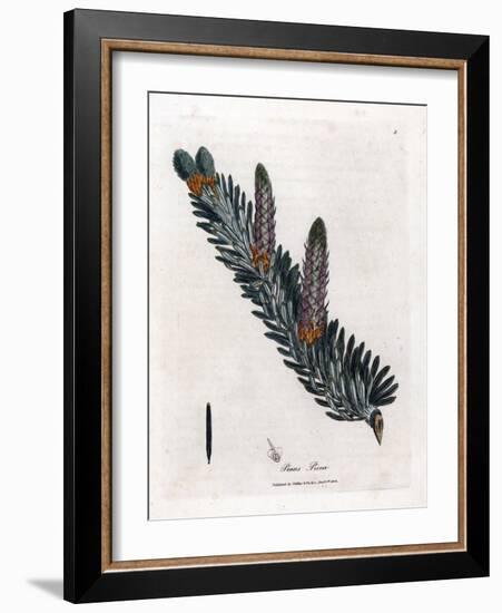 White or Common Fir Tree - Silver Fir Tree, Abies Alba. Handcoloured Copperplate Engraving from a B-James Sowerby-Framed Giclee Print