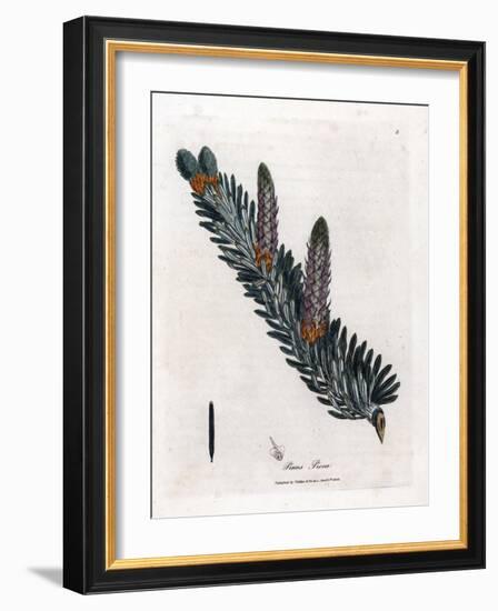 White or Common Fir Tree - Silver Fir Tree, Abies Alba. Handcoloured Copperplate Engraving from a B-James Sowerby-Framed Giclee Print