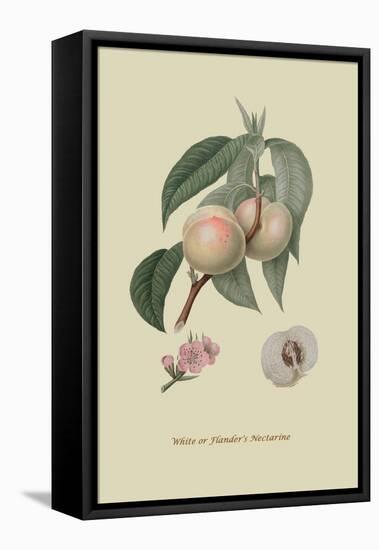 White or Flander's Nectarine-William Hooker-Framed Stretched Canvas