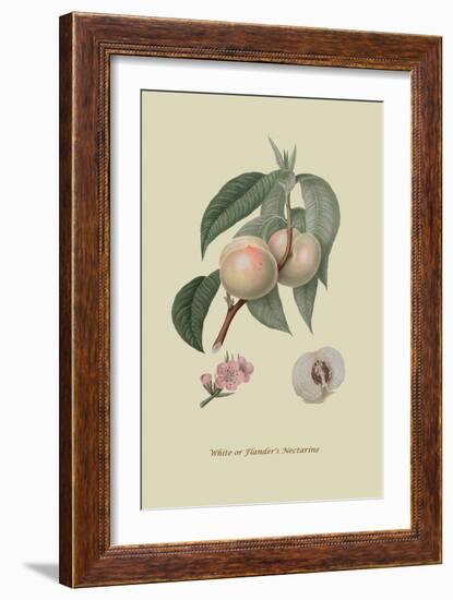 White or Flander's Nectarine-William Hooker-Framed Art Print