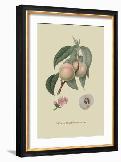 White or Flander's Nectarine-William Hooker-Framed Art Print