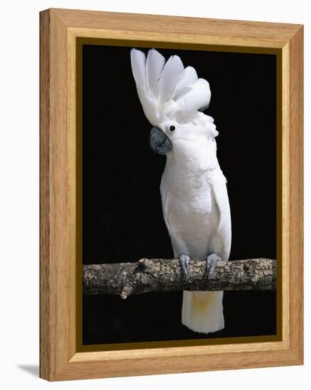 White or Umbrella Cockatoo-Lynn M^ Stone-Framed Premier Image Canvas