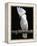 White or Umbrella Cockatoo-Lynn M^ Stone-Framed Premier Image Canvas