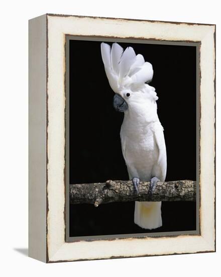 White or Umbrella Cockatoo-Lynn M^ Stone-Framed Premier Image Canvas